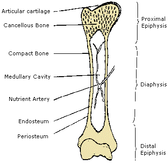 骨结构